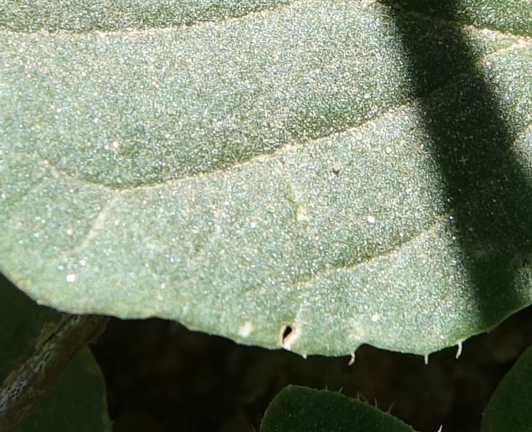 Boerhavia diffusa var. leiocarpa, Fortunato 13150--Argentina. S. of San Augustin. Las Bretes. 8 Feb 2018. DSC09370 (231).JPG