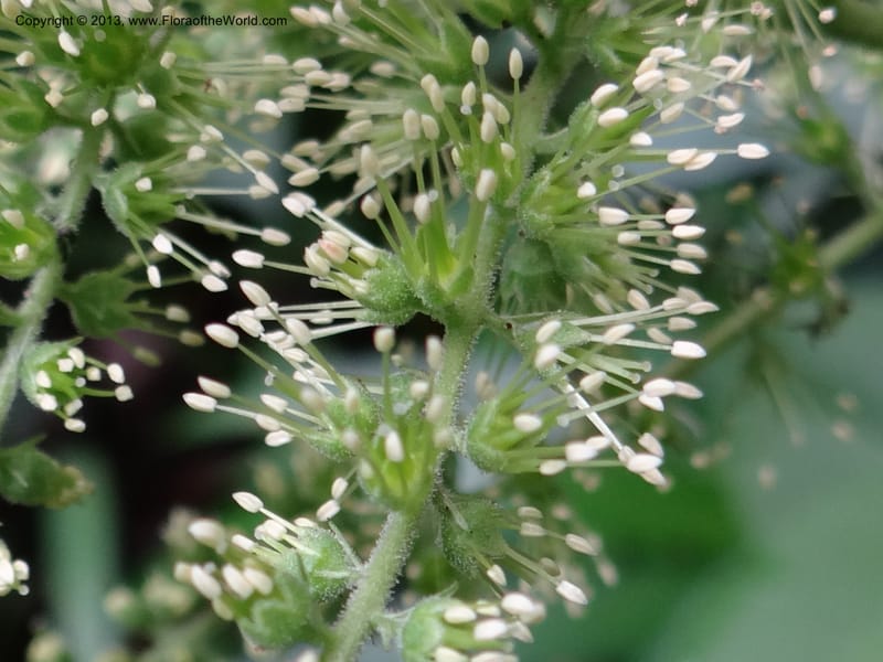 Astilbe grandis, Davidson, C 11953--China. Zhejiang Priv. Tian Mu Shan. 31 May 2012. DSC00927 (92).JPG