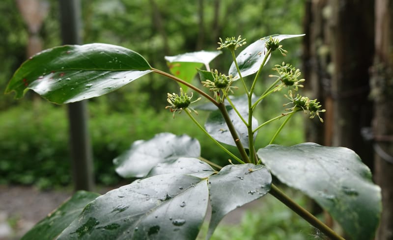 Trochodendron aralioides, Tseng Yu-Hsin 1327--Taiwan. Taroko Nat. Park. Mt. Bilu Trail. 21 May 2016.  (16).JPG
