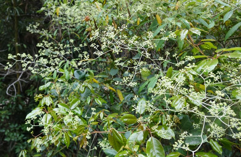 Astrotricha latifolia, Davidson, C 13352--Australia. Qld. Springbrook R (6).JPG