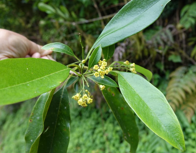 Pittosporum daphniphylloides, Tseng Yu-Hsin 1318--Taiwan. SW of Nanshan on highway 7. 20 May 2016. DSC03339 (111).JPG
