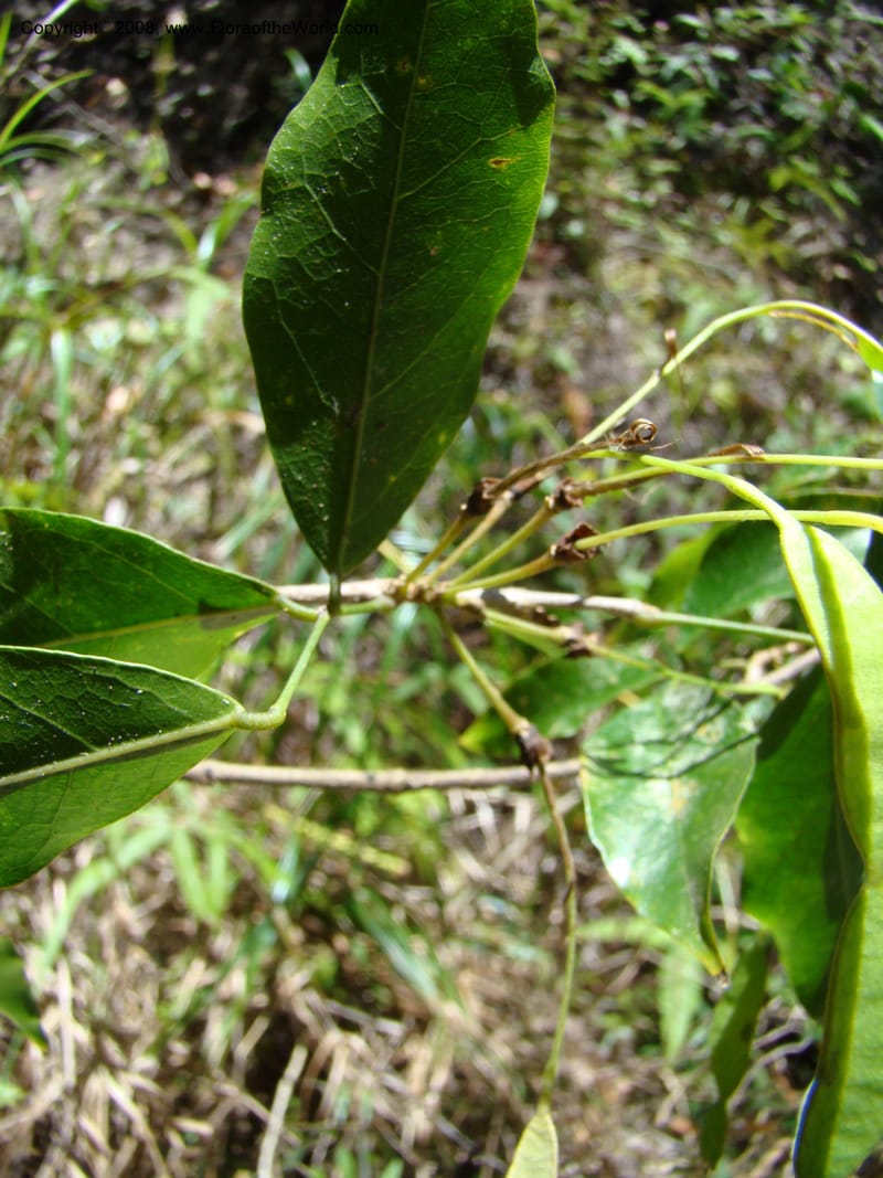 Arthroclianthus, JNLabat3918--New Caledonia. Les Trois Creeks. 13 Nov 07. 058.jpg