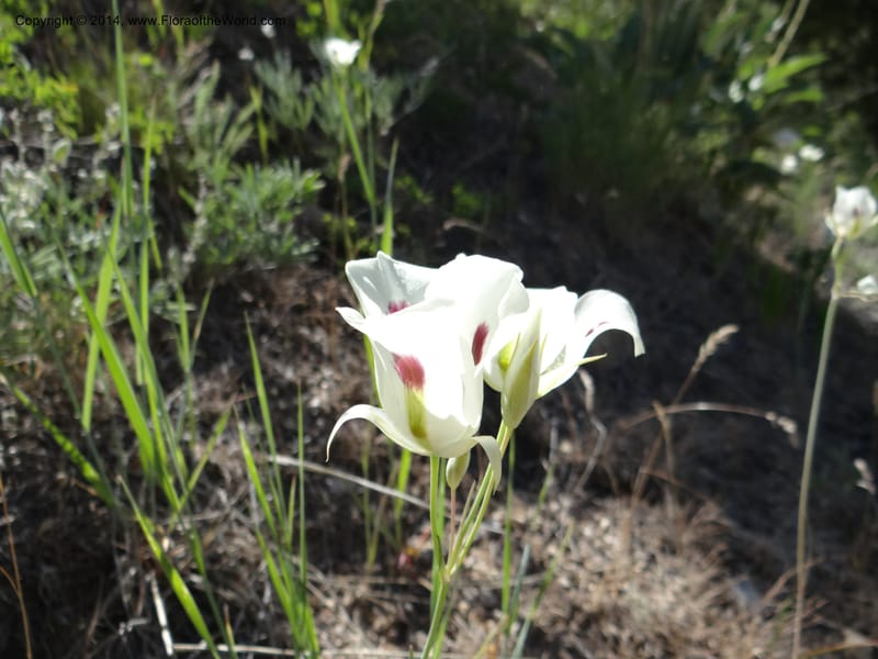 Calochortus eurycarpus, Davidson, C 12189--ID. Boise Co. 5.2 miles west of Long Gulch-Rattlesnake Cr. jct. 15 Jun 2013. DSC06555 (1).JPG