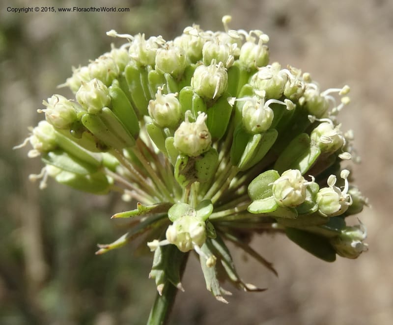 Asteriscium chilensis, Davidson, C 12819--Chile. Ruta J-55 east of Talca. 27 Nov 2014. DSC08479 (53).JPG
