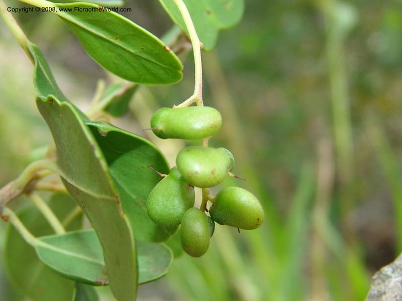 Apodytes dimidiata--So.Africa. E. Cape. Uitenhage Nat. Res. 6 Mch 05. 077.jpg