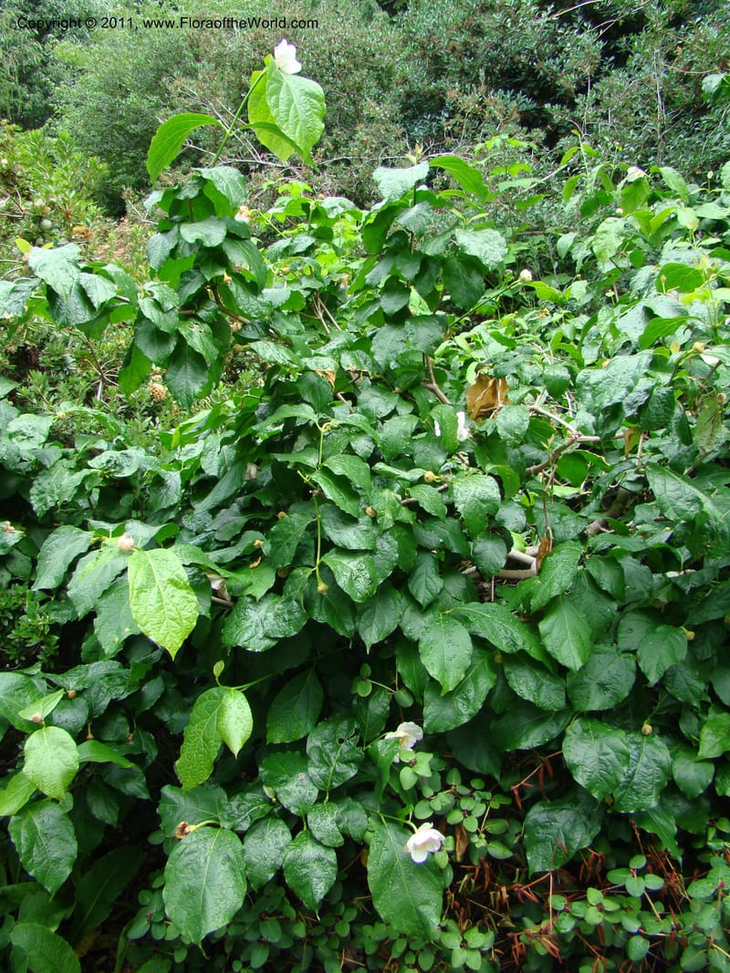 Sinocalycanthus chinensis--Canada. BC. Univ. BC Bot. Garden. 27 Jul 08. 235.jpg