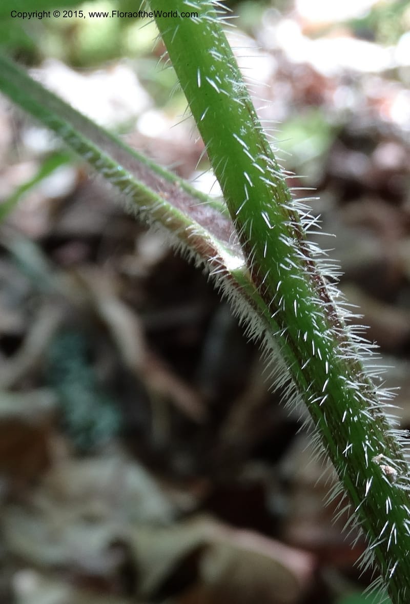Hydrophyllum macrophyllum, Davidson, C 13025--North Carolina. Haywood Co. Pigeon R. 16 May 2015. DSC05923 (84).JPG