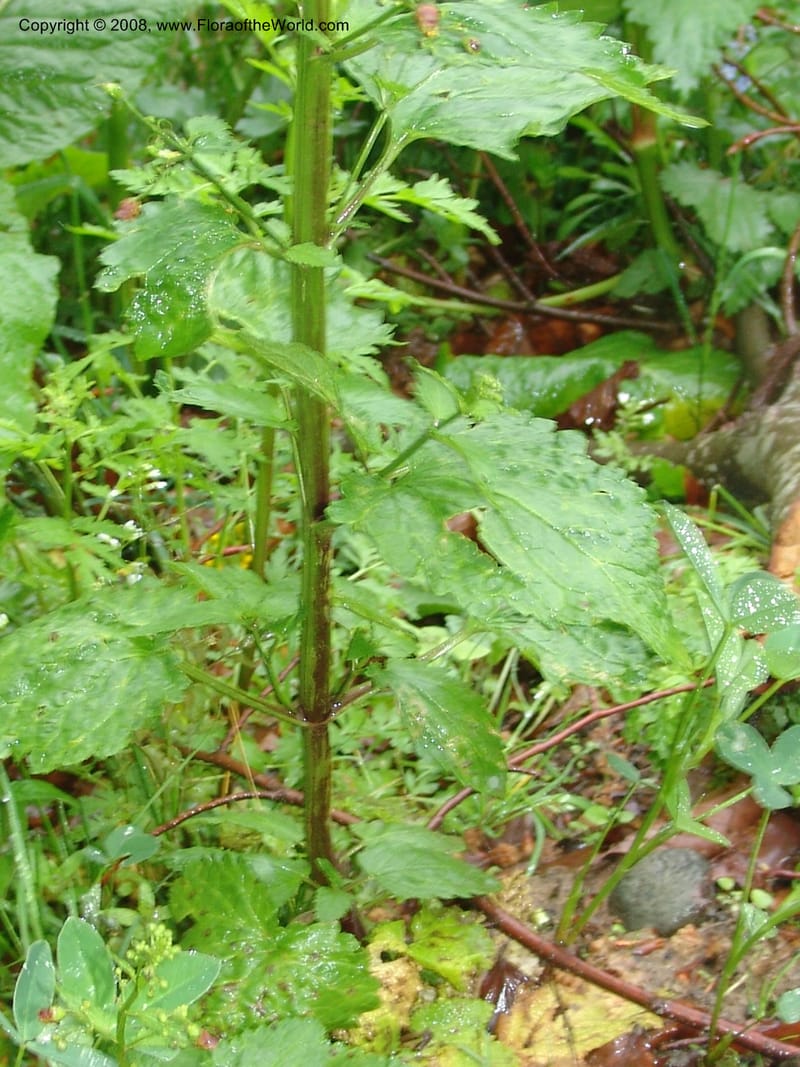 Scrophularia ilvensis--Georgia. 2 km S of Bakuriani, rd to Khrats'koros. 6 Jun 05. 300.jpg