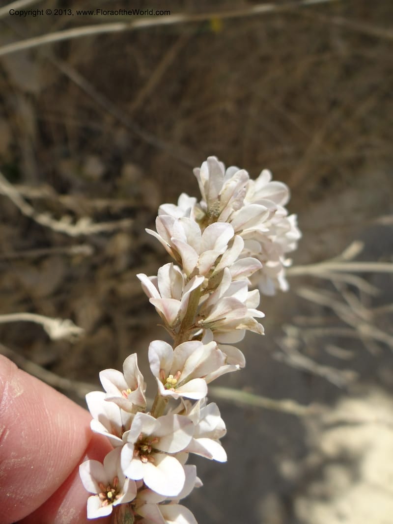 Francoa appendiculata, WDS 34052--Chile. Pichilemu. 13 Feb 2013. DSC00381 (4).JPG