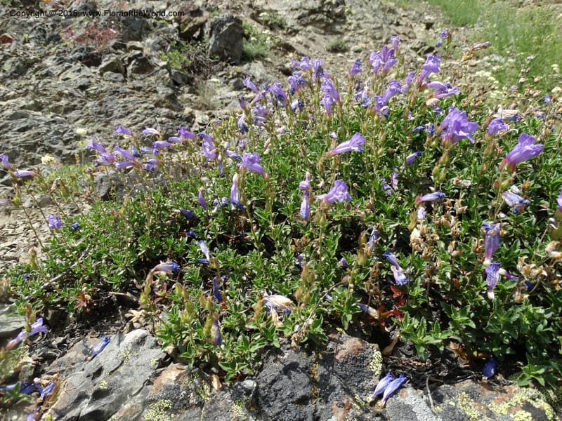 Penstemon fruticosus var. serratus, Davidson, C 12590--ID. Idaho Co. Seven Devils Camp Ground. 15 Jul 2014. DSC00113 (87).JPG