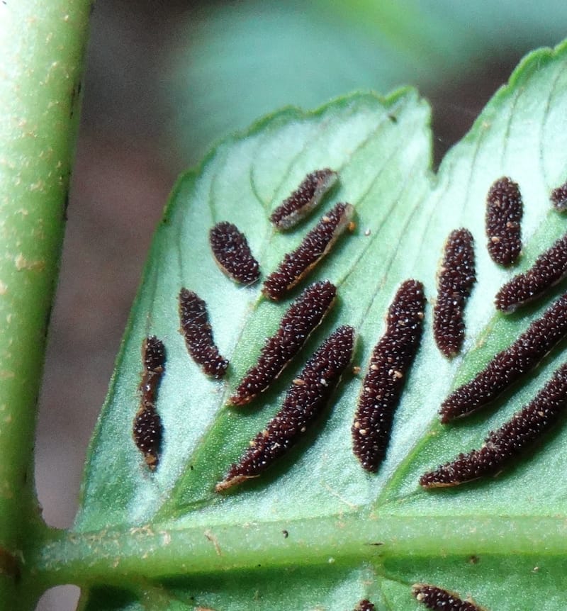 Diplaziopsis javanica, Munzinger, J 7402--New Caledonia. Haute Robinson. 11 Nov. 2015. DSC00909 (306).JPG