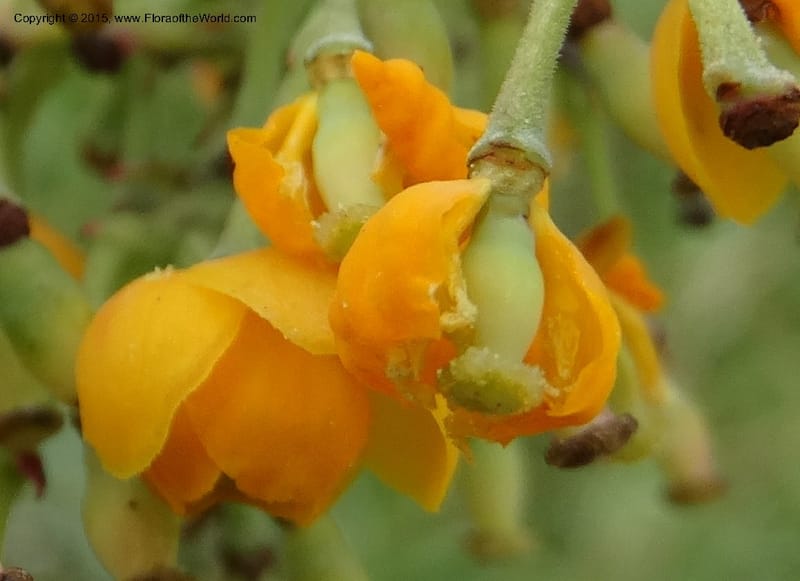 Berberis jamesonii, Ulloa, C 2504--Ecuador. Antesana. Lga. Sta. Lucia. 24 Apr 2015. DSC02778 (150).JPG