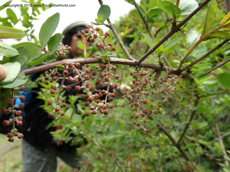 Coriaria nepalensis, Boufford, D 43590--China. Sichuan. Tudiling Tunnel. 6 May 2014. DSC03860 (98).JPG