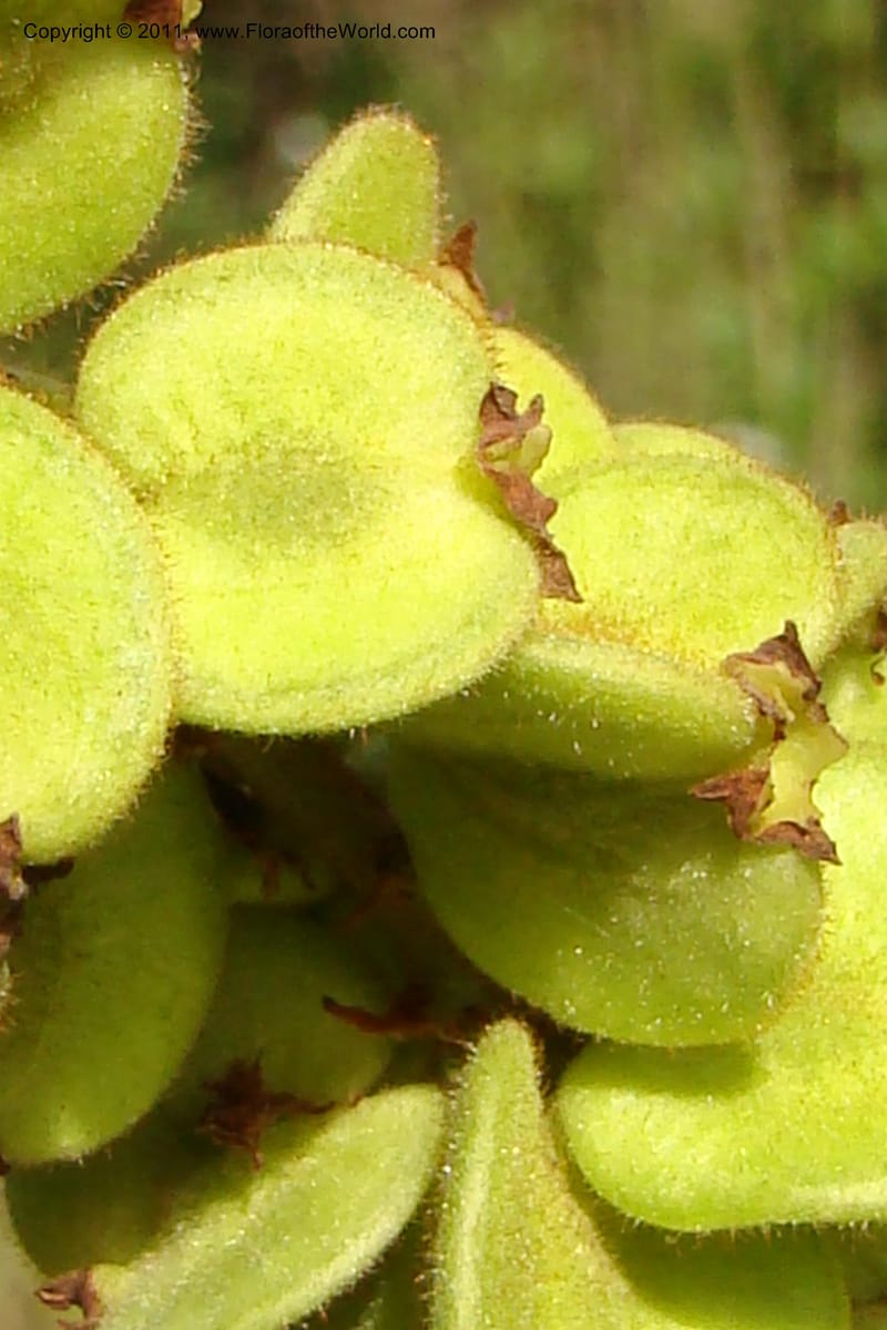 Gouania myriocarpa, Razafindraibe 210--Madagascar. Prov. Fianarantsoa. RN 12. 14 Jan 09. 285 (1).jpg