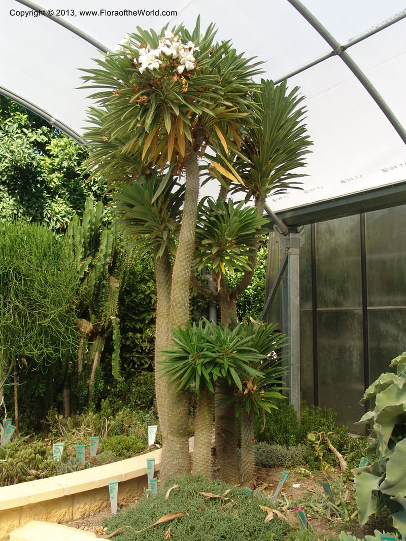 Pachypodium lamerei--Spain. Andalucia. Jardin Botanico de Cordoba. 2 Oct 04. 077.jpg