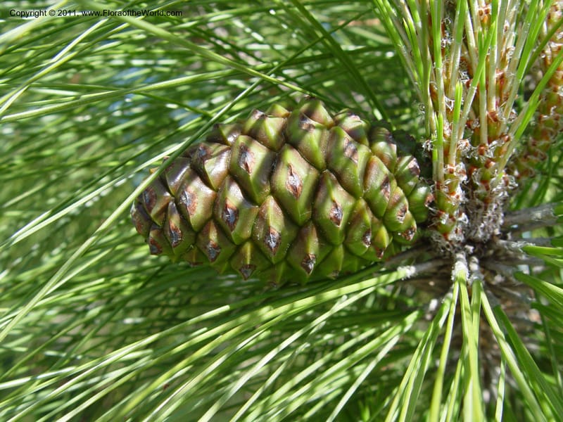 Pinus canariensis, 1999.00090--Spain. Barcelona Botanic Garden. CD21 Apr 04. 1. 135.jpg