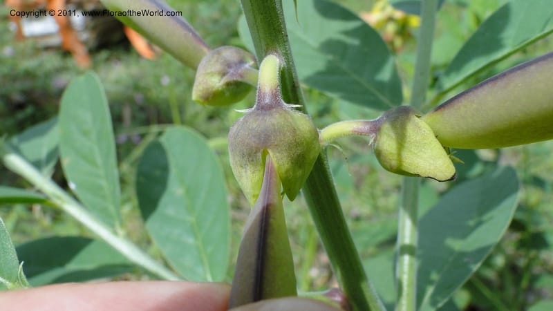 Crotalaria, R. Gereau 7170--Tanzania. Beach near Bagamoyo Country Club. 8 May 2010. 209 (101).jpg
