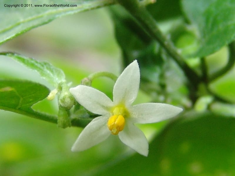 Solanum americanum, AAraujoM3107--Bolivia. Pq. Nal. Madidi. Rio Yariapo, 4 km E of Chalalan. 25 Sep 06. 153 (5).jpg