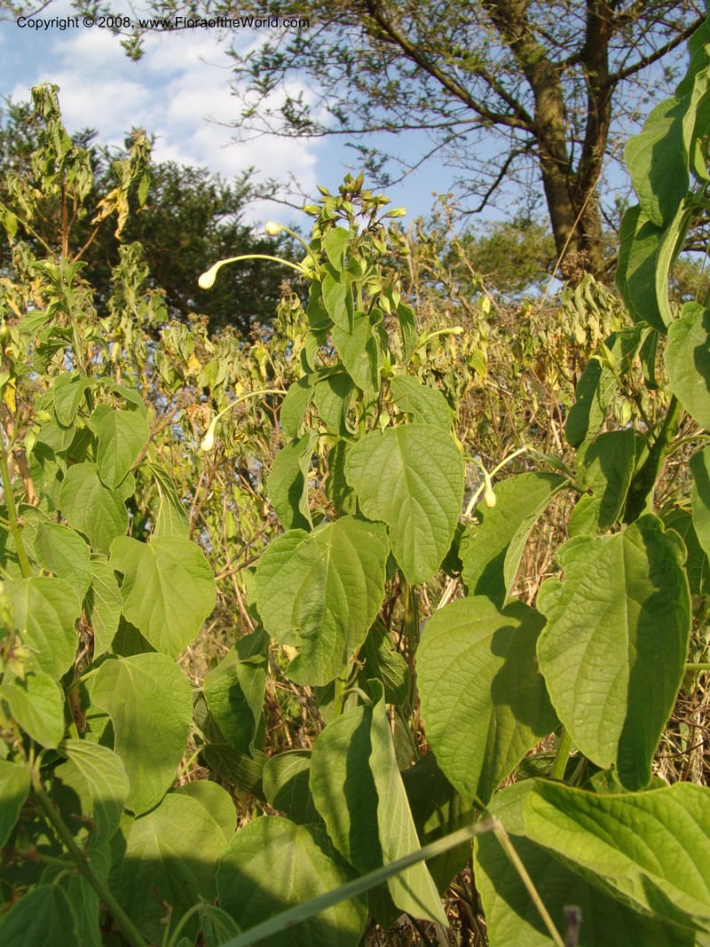Clerodendrum--Uganda.  Crater Lakes region, Ndali lodge, S of Fort Portal. 4 Jul 04. 039.jpg