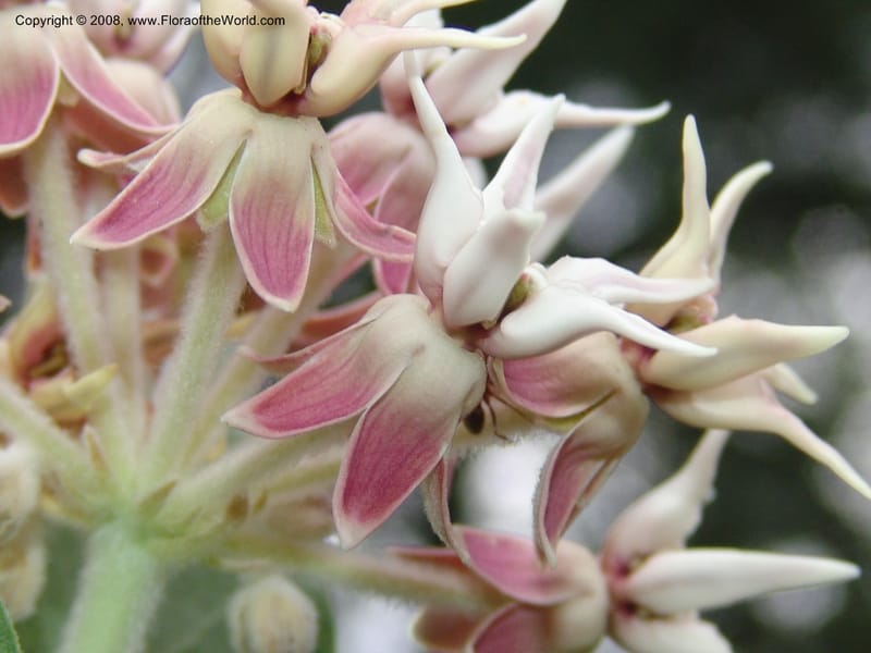 Asclepias speciosa--CA. McConnell Arboretum, Redding. 4 Jun 07. 170.jpg