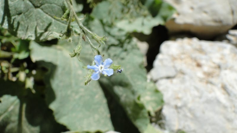 Brunnera orientalis, A. G. Miller 133.7--Iraq. Kurdistan. Shakh-i Pira Magun. Gueza Khan. 11 June 2010. 191 (5).jpg