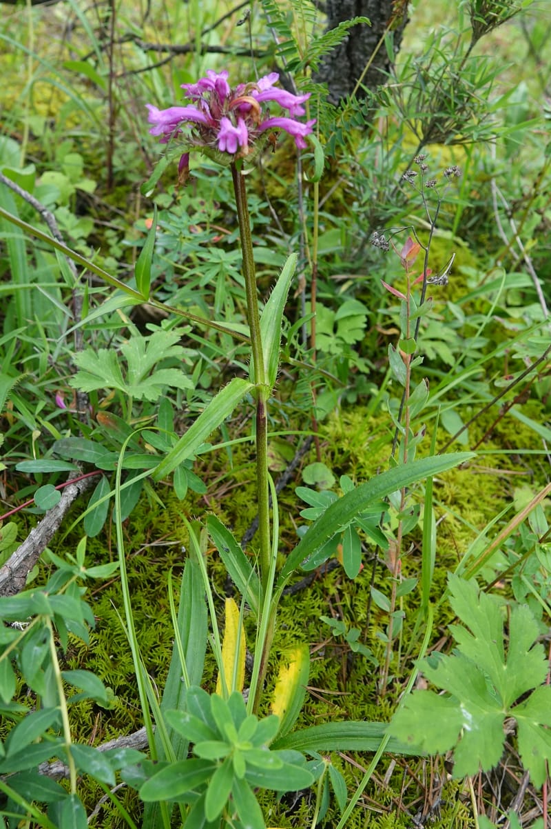 Acanthocalyx delavayi, C. Davidson 13737--China. Yunnan. Zhongdian Xian. 9 Aug 2017. DSC03874 (323).JPG