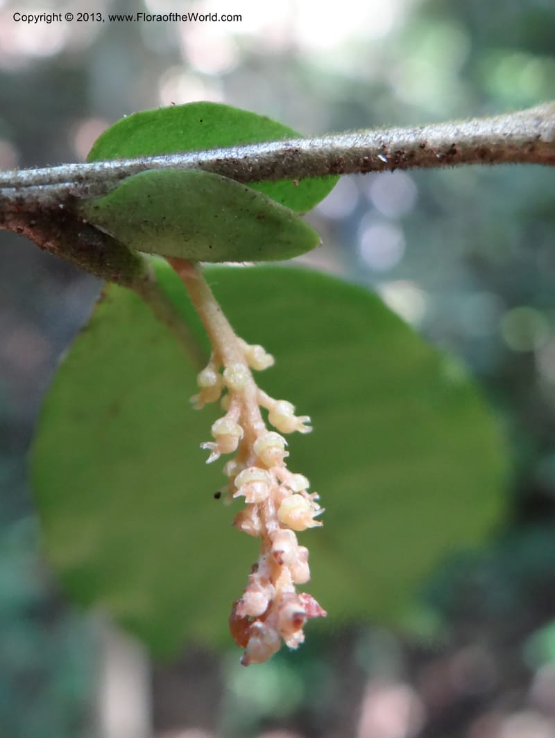 Antidesma, VC 5594--Thailand. Ranong Prov. Klong Naka Wildlife Sanctuary. 14 Nov 2012. DSC09055 (87).JPG