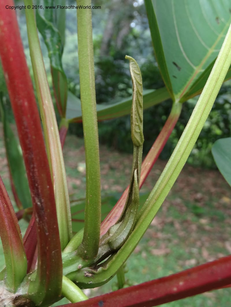 Octomeles sumatrana, Davidson, C 12682--Sabah. Danum Valley. 4 Oct 2014. DSC01741 (351).JPG