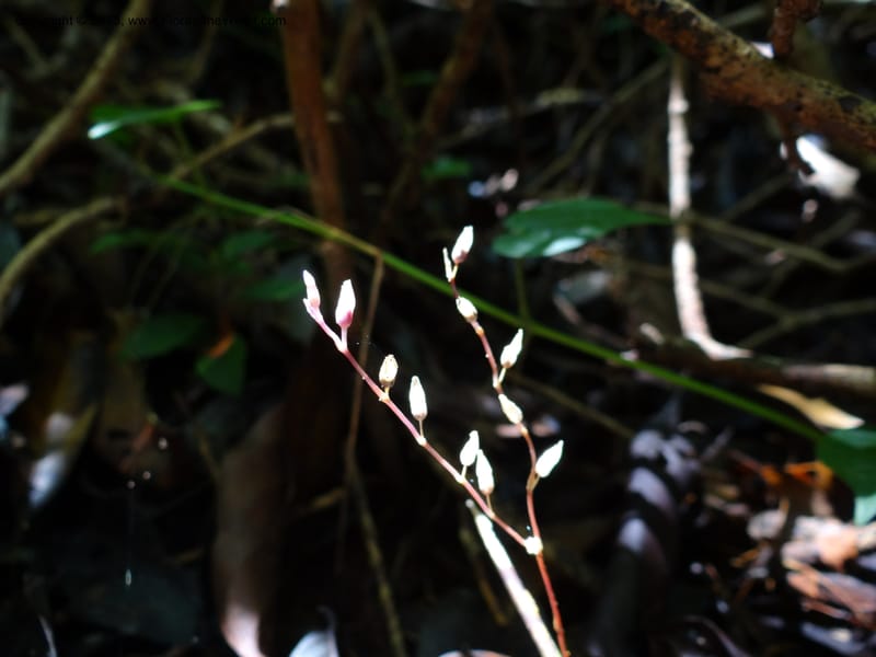 Gymnosiphon, S.98886--Malaysia, Sarawak. Bako Nat. Park. Paku Trail. DSC06071 (10).JPG