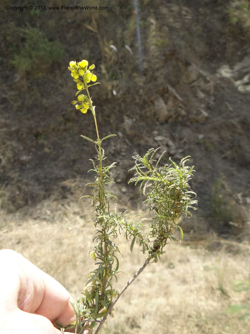 Calceolaria, WDS 34050--Chile. Pichilemu. 13 Feb 2013. DSC00590 (210).JPG