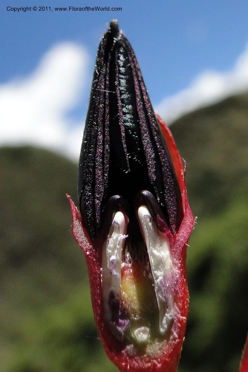 Brachyotum alpinum, Ulloa 2084--Ecuador. P. N. Sangay. 6 June 2011. 309 (27).jpg