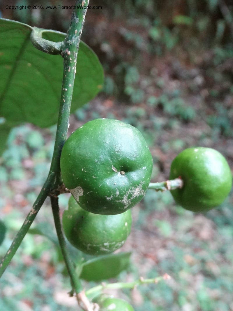 Xanthophyllum, Davidson, C 12912--Sabah. Sub-stesen Sayap. 26 Mar 2015. DSC00551 (104).JPG
