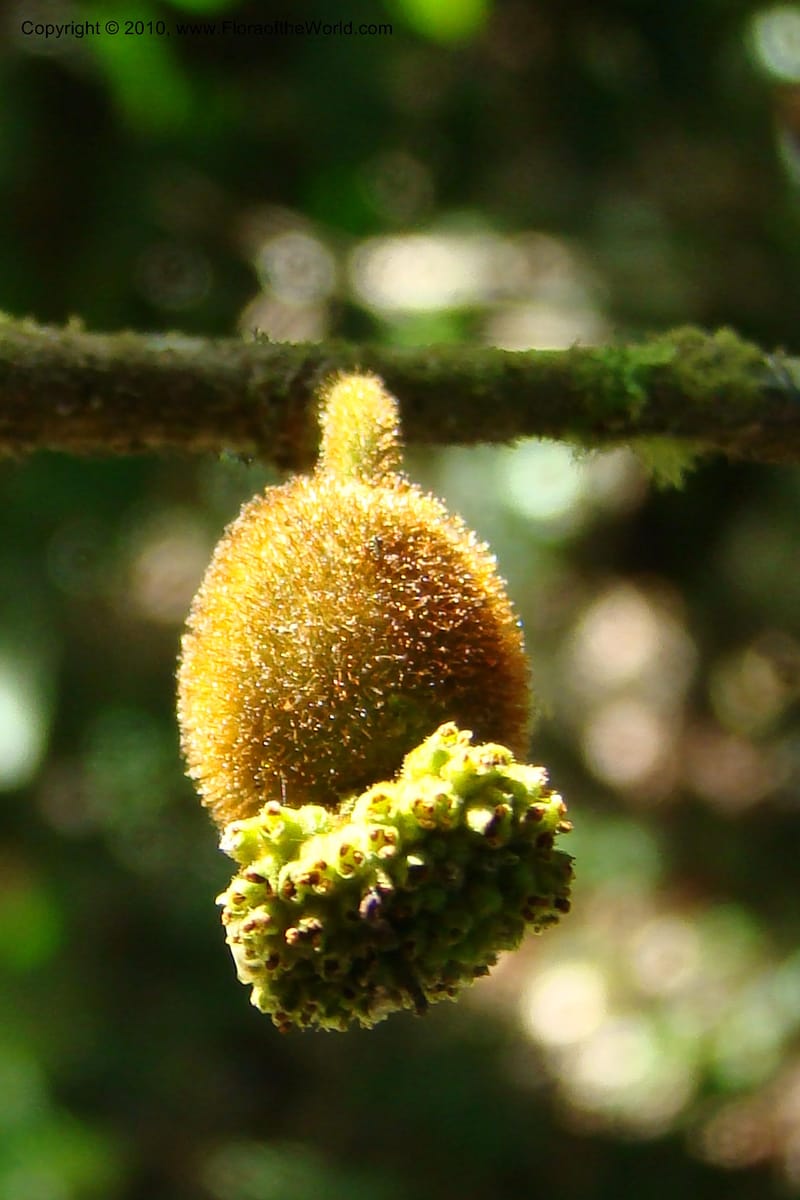 Trymatococcus, Vasquez 34817--Peru. Loreto. Dist. Nauta. Miraflores, Rio Tigre. 10 Nov 08. 850 (16).jpg