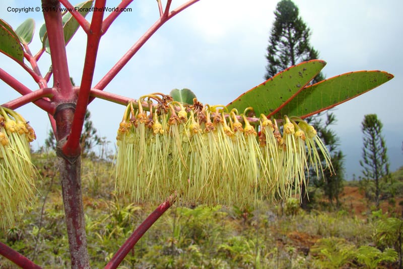 Cunonia macrophylla, M. Callmander 802--New Caledonia. Mont Dore. 20 Jan 2010. 001 (118).jpg
