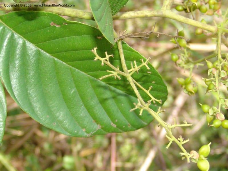 Tetracera, MLeal1145--Gabon. Prov. Ogooue-Iv. Res. Lope. Sommet Main. 19 Apr 06. 280.jpg