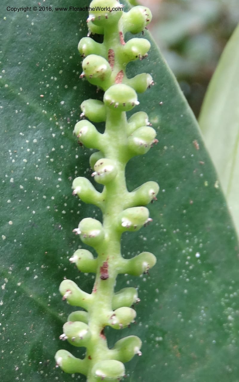 Piper, Davidson, C 12675--Sabah. Danum Valley. 4 Oct 2014. DSC01741 (242).JPG