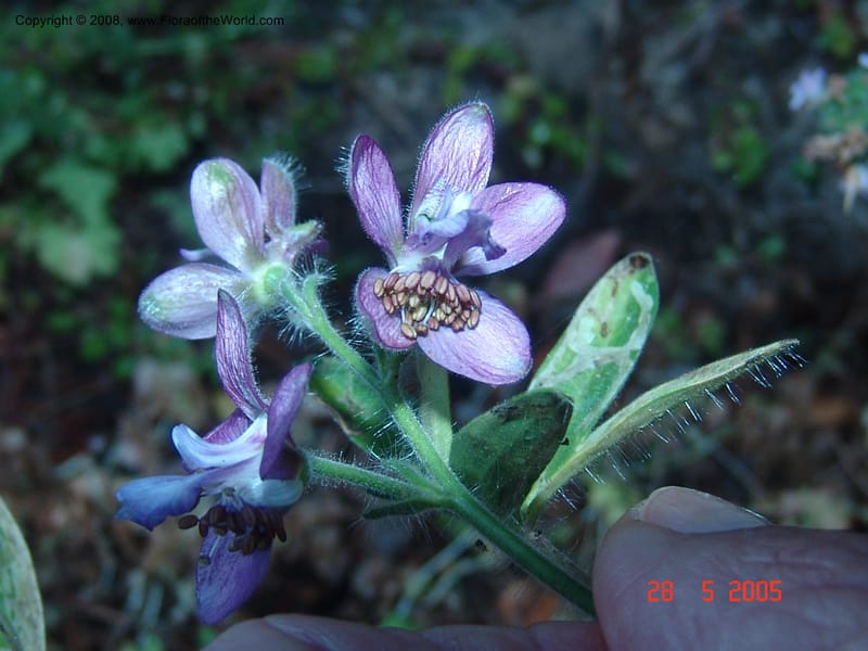 Delphinium staphisagria--Crete. Phenix trail, W of Loutro. 28 May 05. 082.jpg