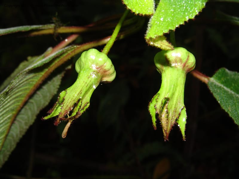 Centropogon nigricans, Croat 96367--Ecuador. Prov. Pichincha. Pacto-Pto. Quito Rd.. 25 Mar 06. 450 (3).jpg