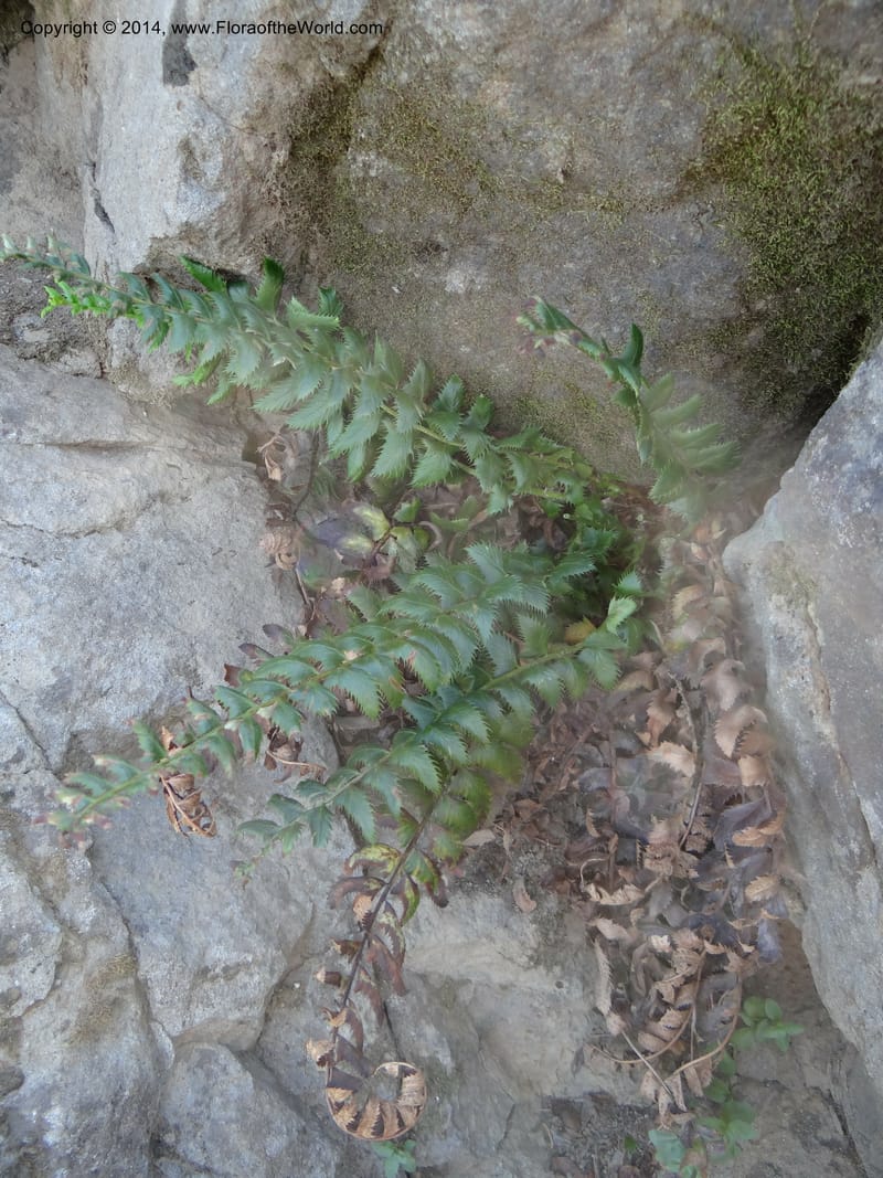 Polystichum lonchitis, Ertter, B 21631--ID. Idaho Co. Lava Ridge Trail. 21 Aug 2013. DSC07258 (155).JPG