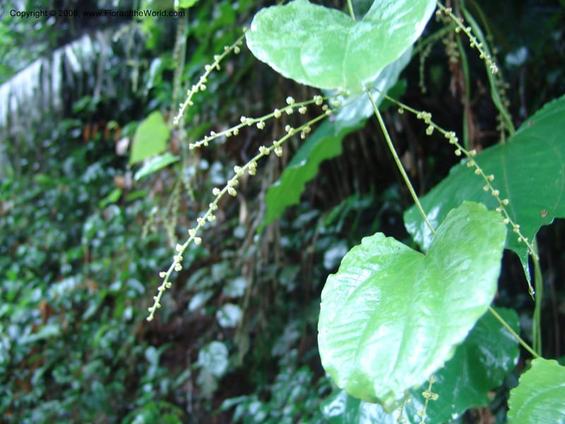 Dioscorea--Tanzania. Amani Nature Reserve. 29 Jun 04. 227.jpg