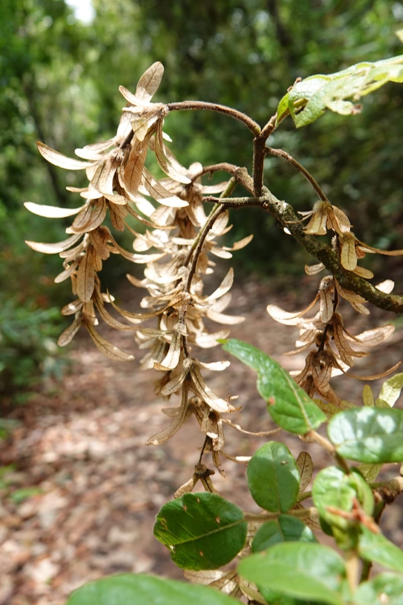 Engelhardia serrata, D. Boufford 44146--China. Yunnan. Along G213. 4 May 2018. DSC02084 (89).JPG