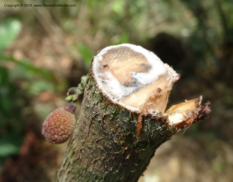 Treculia obovoidea, Davidson, C 12341--Cameroon. Mokoko For. Res. 20 Mar 2014. DSC02622 (251).JPG