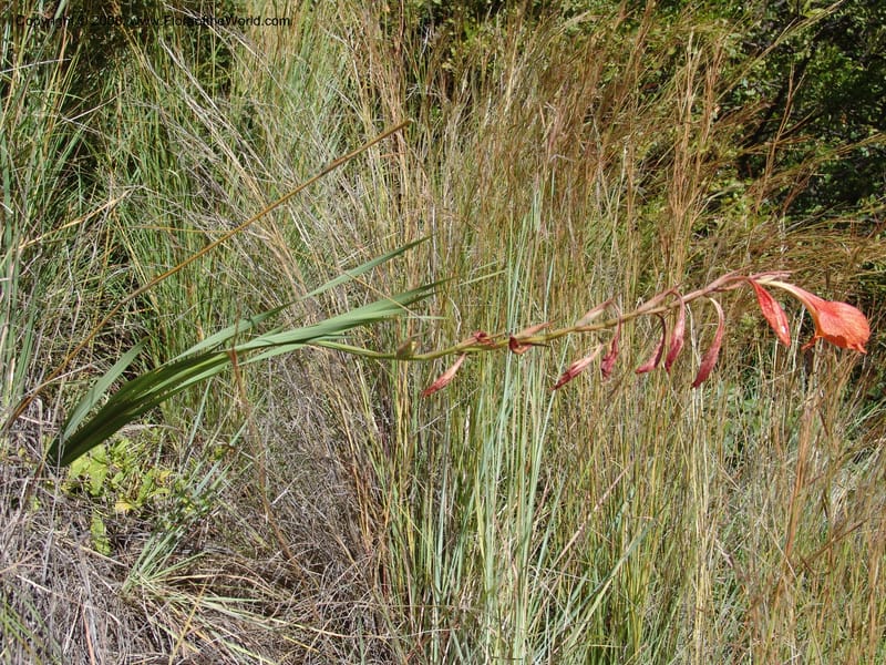 Gladiolus dalenii--So.Africa. E. Cape. R58 SE of Lady Grey. 10 Mch 05. 006.jpg