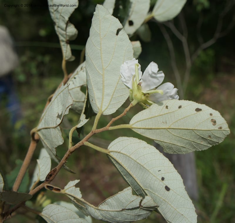 Luehea paniculata, Stevens,  W. D 31230, Garay Cue, 19 Mar 2011 4552 (3).JPG