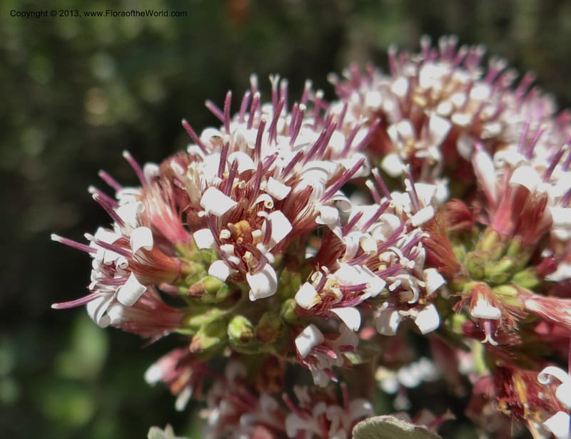 Proustia pyrifolia, WDS 34170--Chile. E of San Clemente. 21 Feb 2013. DSC02256 (112).JPG
