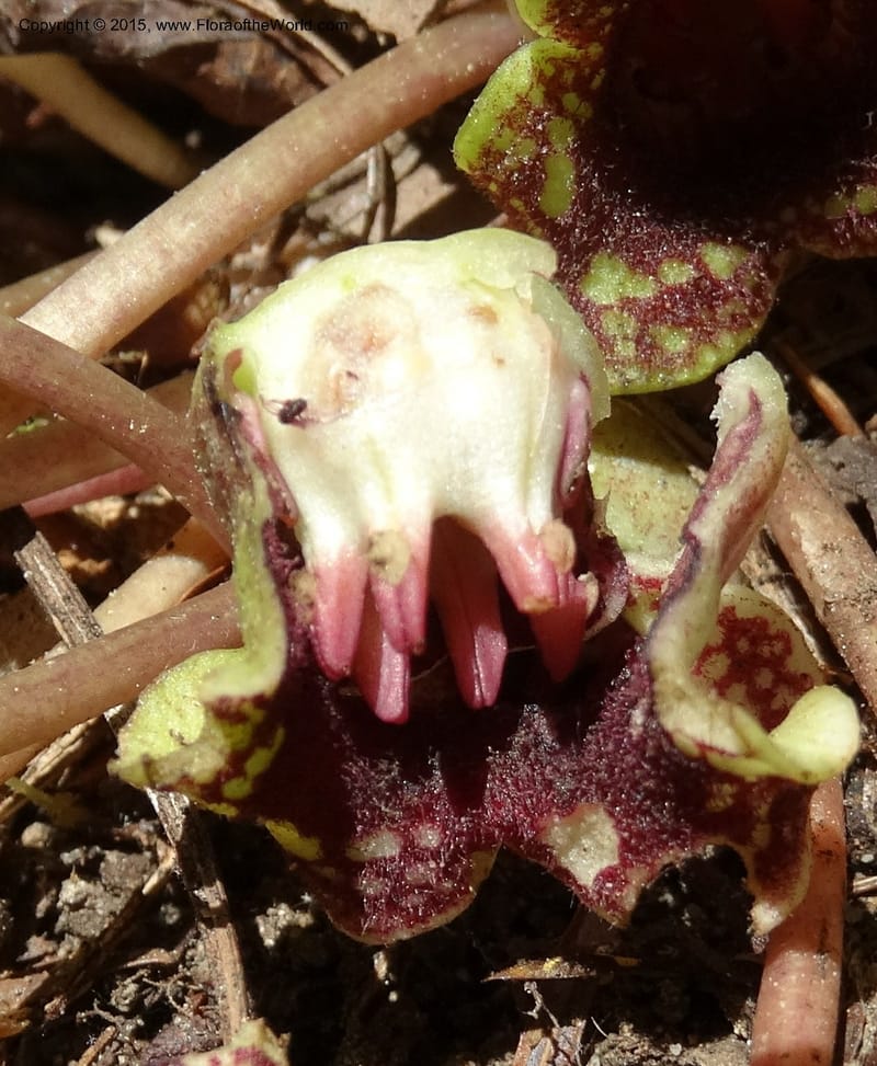 Asarum minus, Davidson, C 13010--Tennessee. Greene Co. Paint Rock, Paint Cr. 15 May 2016 (28).JPG