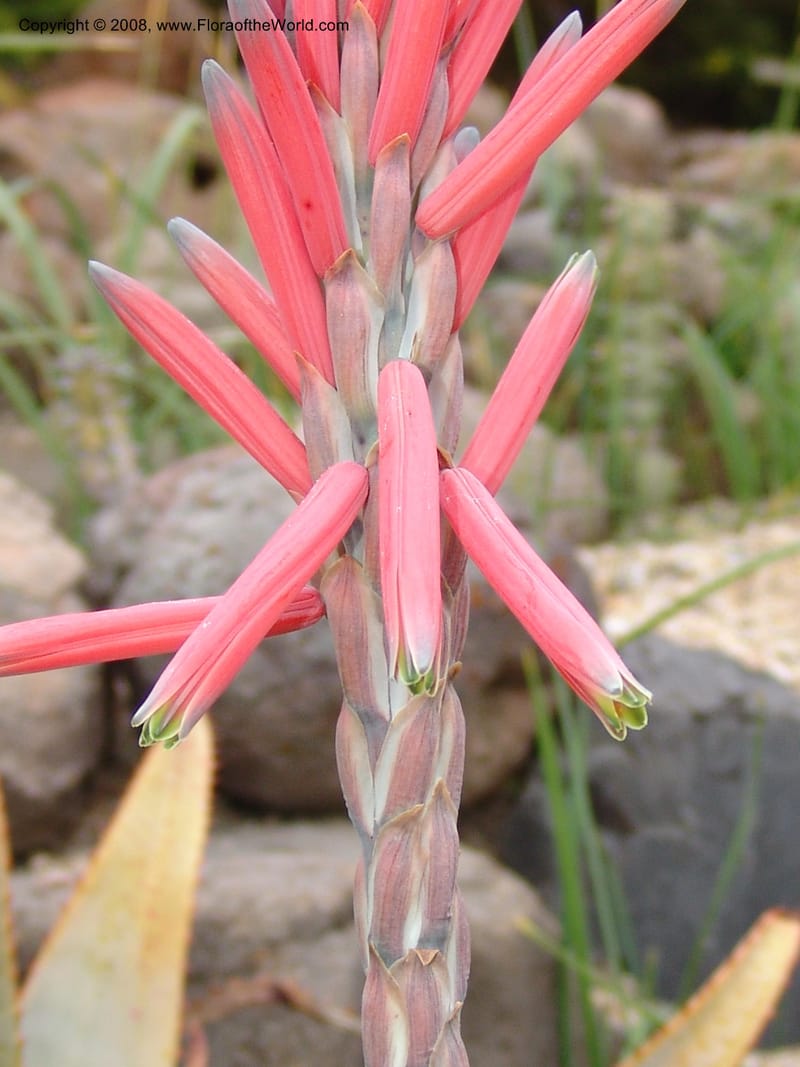 Aloe suprafoliata, 50.1228--CA. UC Berkeley Bot. Garden. 8 Dec 06. 080.jpg