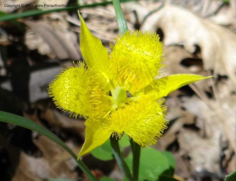 Calochortus monophyllus, Davidson, C 12134--Calif. Nevada Co. 19 Apr 2013.   (17).JPG