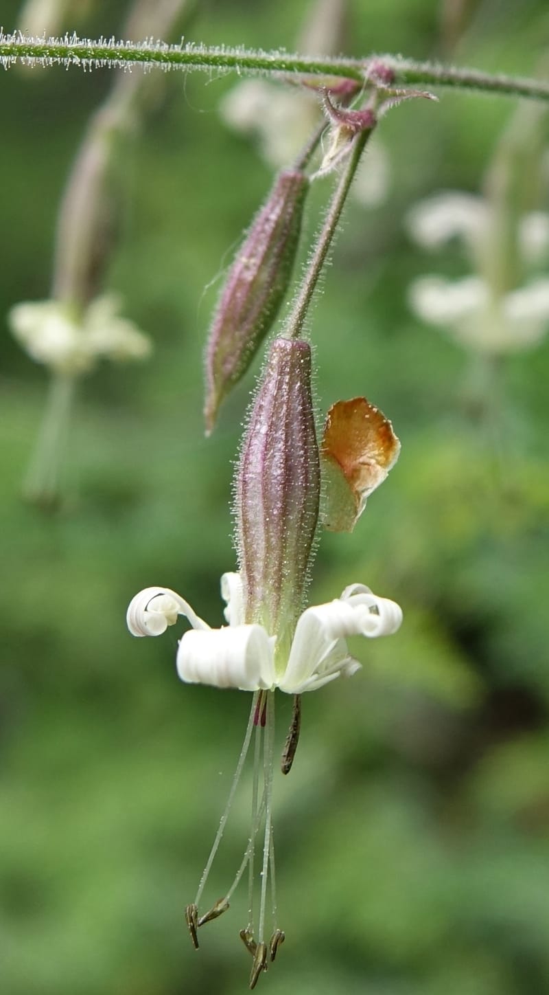 Silene nutans subsp. nutans,  Davidson, C 13266--Switzerland. Oberwald. Chapel St. Nikolas. 2 Jul 2016. DSC07728 (770).JPG