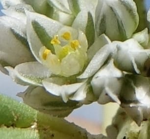 Limeum argute-carinatum, L. Nanyeni 1154--Namibia. B1 to Rehoboth, Frankie Fredricks St. 15 Mar 2018. DSC00565 (306).JPG